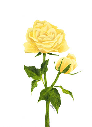 ot-yellow_rose.jpg